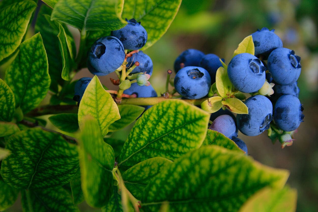 Blauwe bessen zijn gezond! En wel om deze redenen Etos